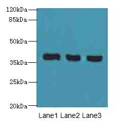 C9orf64 Polyclonal Antibody