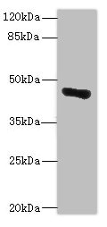 GLT8D1 Polyclonal Antibody