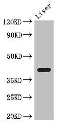 Adh7 Polyclonal Antibody