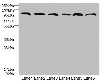 C1orf101 Polyclonal Antibody