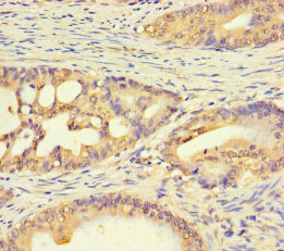 C1orf53 Polyclonal Antibody