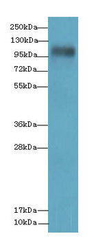 EGFLAM Polyclonal Antibody