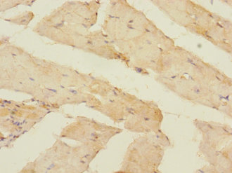 OLFML2A Polyclonal Antibody