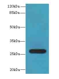Tex35 Polyclonal Antibody