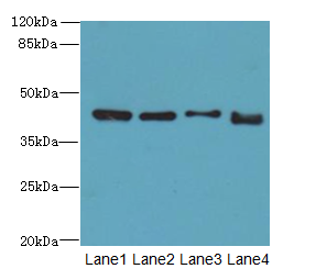 DDI2 Polyclonal Antibody