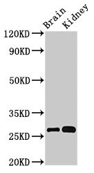 OLFML2B Polyclonal Antibody