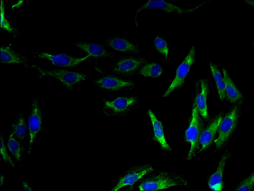 OPN5 Polyclonal Antibody