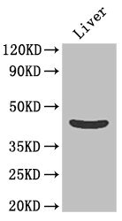 OLFML1 Polyclonal Antibody