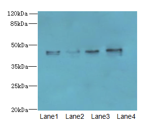 KCTD9 Polyclonal Antibody