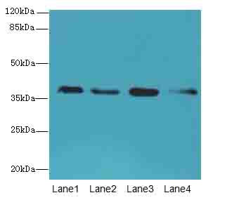 SFXN4 Polyclonal Antibody