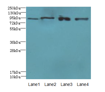 XRRA1 Polyclonal Antibody