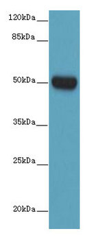 HTR3D Polyclonal Antibody