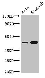 GFRAL Polyclonal Antibody