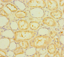 RUFY4 Polyclonal Antibody