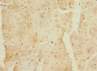 LYRM5 Polyclonal Antibody