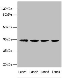 NANOGP8 Polyclonal Antibody