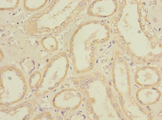 REEP3 Polyclonal Antibody