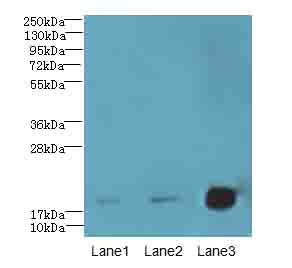 CNIH2 Polyclonal Antibody