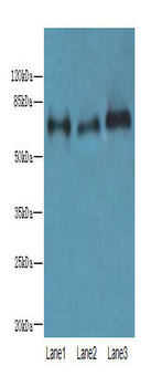 KIRREL2 Polyclonal Antibody