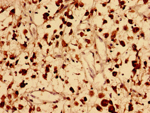 FAM171B Polyclonal Antibody