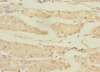 ASTL Polyclonal Antibody