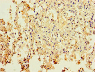 PAXIP1 Polyclonal Antibody (50 µl)