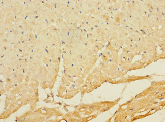 C8orf74 Polyclonal Antibody