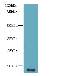 C16orf87 Polyclonal Antibody