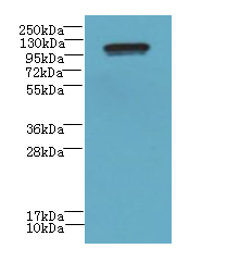 STOX1 Polyclonal Antibody