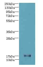 ISCA2 Polyclonal Antibody