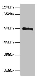 UNC93A Polyclonal Antibody