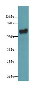 KRT73 Polyclonal Antibody