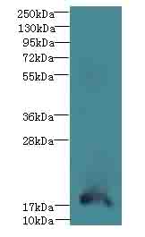 TRAPPC6B Polyclonal Antibody