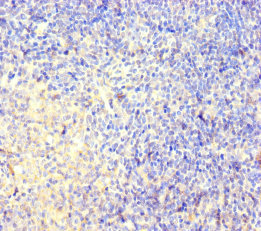 CNGA4 Polyclonal Antibody