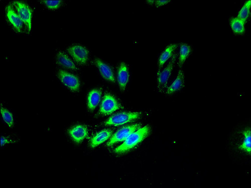 ADGRA3 Polyclonal Antibody (20 µl)