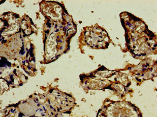 SCYL3 Polyclonal Antibody