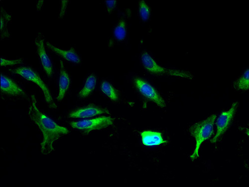 Immunofluorescent analysis of Hela cells using ABCA9 Polyclonal Antibody at a dilution of 1:100 and Alexa Fluor 488-congugated AffiniPure Goat Anti-Rabbit IgG(H+L)