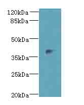 Dlk2 Polyclonal Antibody