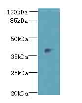Dlk2 Polyclonal Antibody (100 µl)