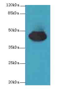CCDC89 Polyclonal Antibody