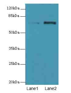 NETO2 Polyclonal Antibody