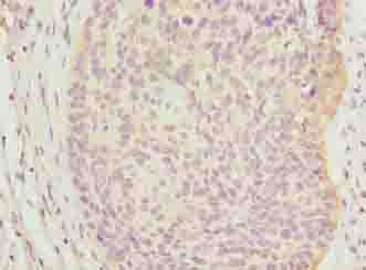 C9orf43 Polyclonal Antibody (50 µl)