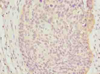 C9orf43 Polyclonal Antibody