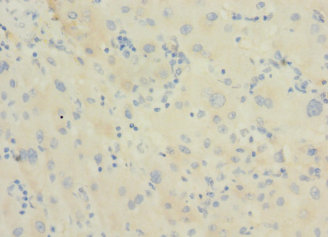 DNAJB14 Polyclonal Antibody