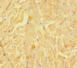 LRRC15 Polyclonal Antibody