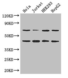 DAZAP1 Polyclonal Antibody