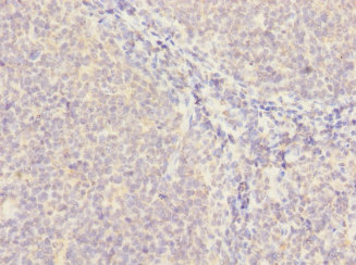 MS4A4A Polyclonal Antibody