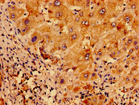 Immunohistochemistry of paraffin-embedded human liver tissue using UCN2 Polyclonal Antibody at dilution of 1:100