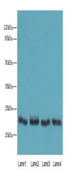 C4orf33 Polyclonal Antibody