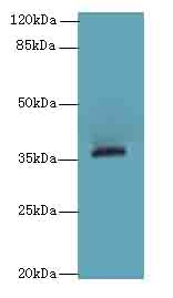 OR2L13 Polyclonal Antibody